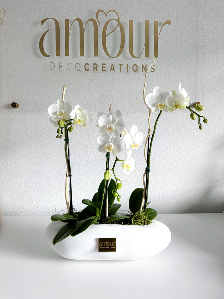 Orchids